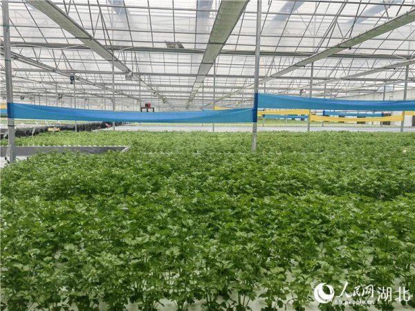探访武汉“蔬菜工厂”：重塑一株蔬菜的种植逻辑
